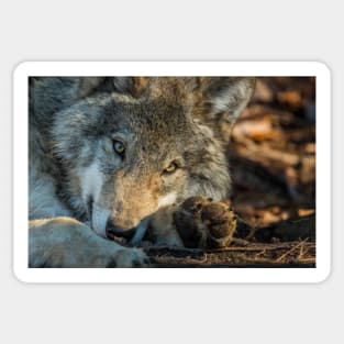 Timber Wolf Sticker